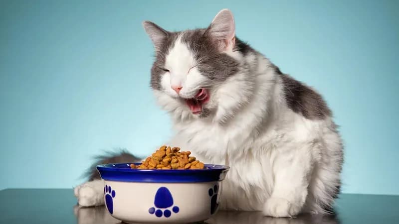 Dry Cat Food